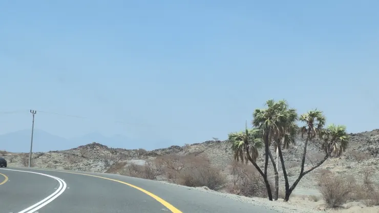 非洲棕梠樹 (Hyphaene thebaica palm)，Photo: Zora @ Mughayniyah (July 8, 2025)