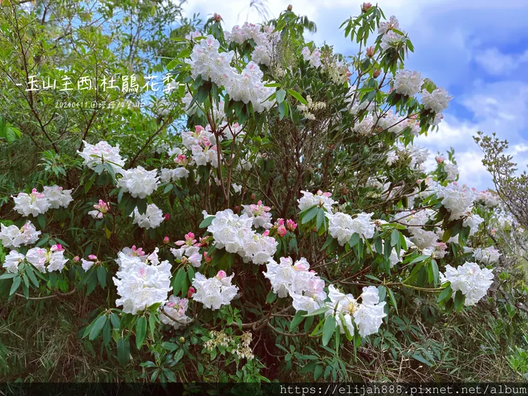 【玉山主峰西峰.兩天兩夜】冷到爆炸的玉山主峰賞雲海/一直走花