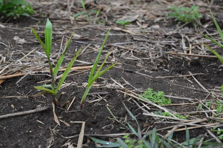 這是先生選種的雜草