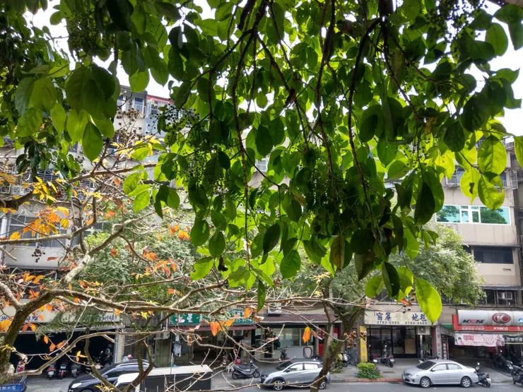 茄冬老樹的樹葉