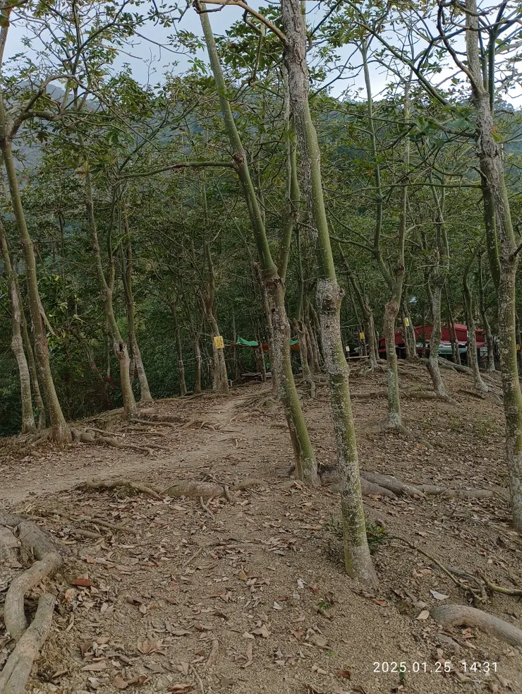 葉盡枝裸光盈，自拍攝