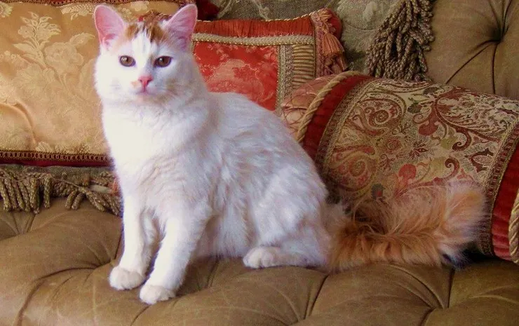 Turkish Van
