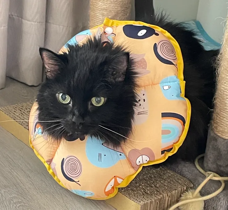 黑黑，辛苦了！