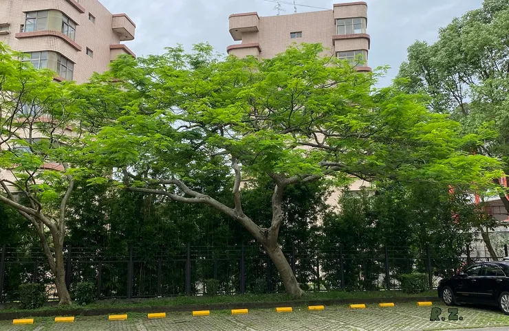 一息尚存卻無力開花 ([陳傳義]拍攝)