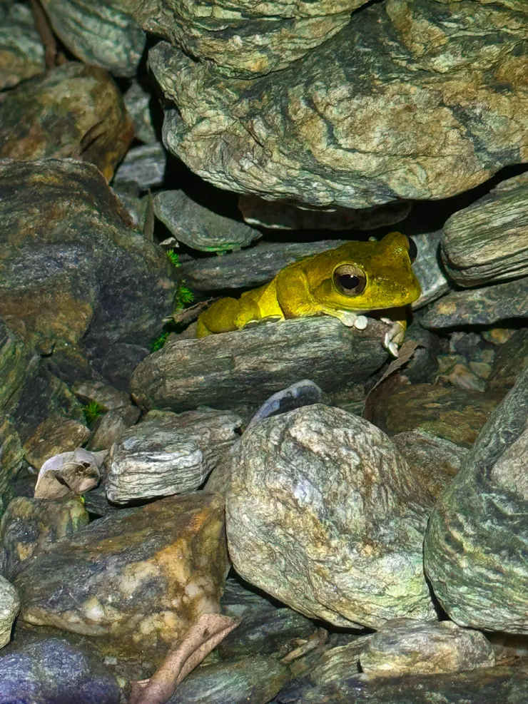 圓滾滾的大眼睛~~圓嘟嘟的蹼!好可愛啊~~