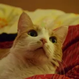 奶酥麵包的沙龍