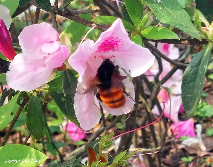 ▲桃園大溪橋/圖片來源：Betty's Jump Diary