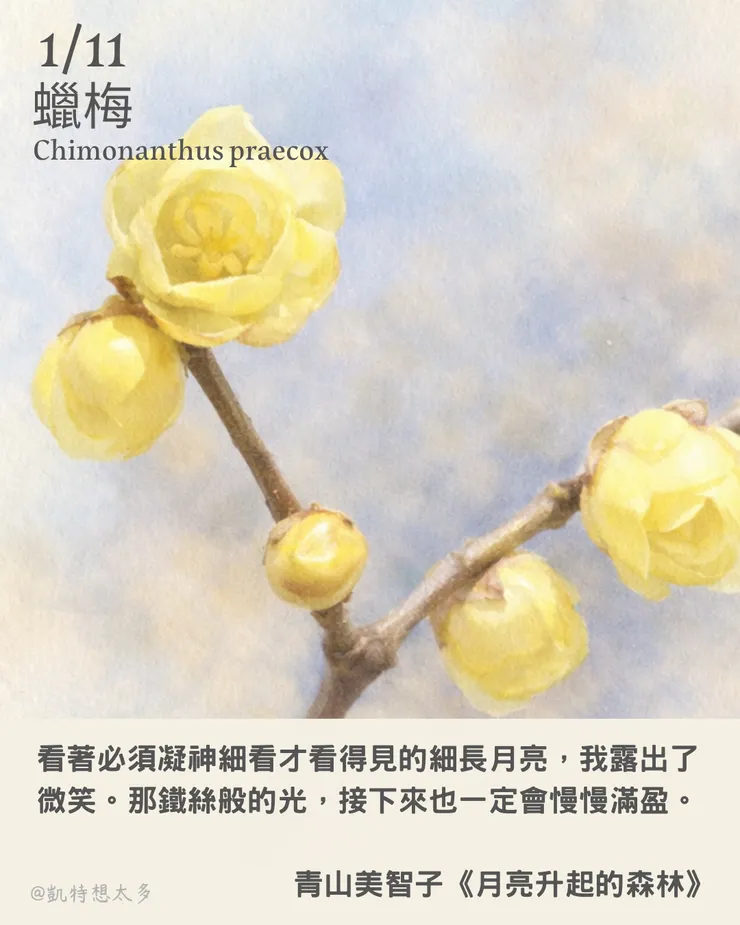 《一日一花・一句》｜1 月 11 日｜蠟梅 × 青山美智子《月亮升起的森林》