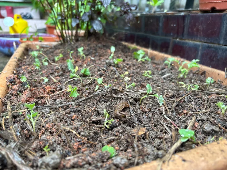 羽衣甘藍小苗移到更大的家了。