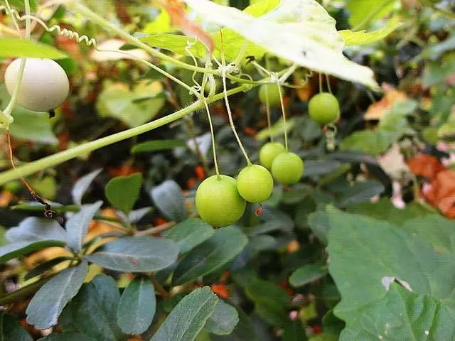 老鼠拉冬瓜Zehneria japonica