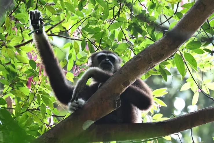 居鑾南峇山的黑色型馬來白掌長臂猿