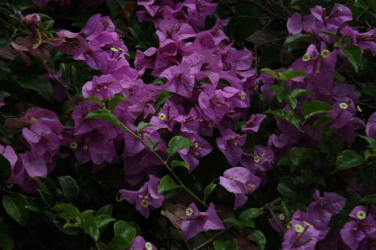 三角梅靜靜地開在綠葉深處 / 文：秋刀魚的滋味 / 攝影：尾頁