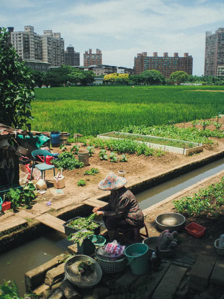 剛好遇到正在洗菜的阿婆