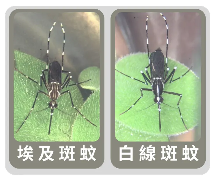 埃及斑蚊跟白線斑蚊