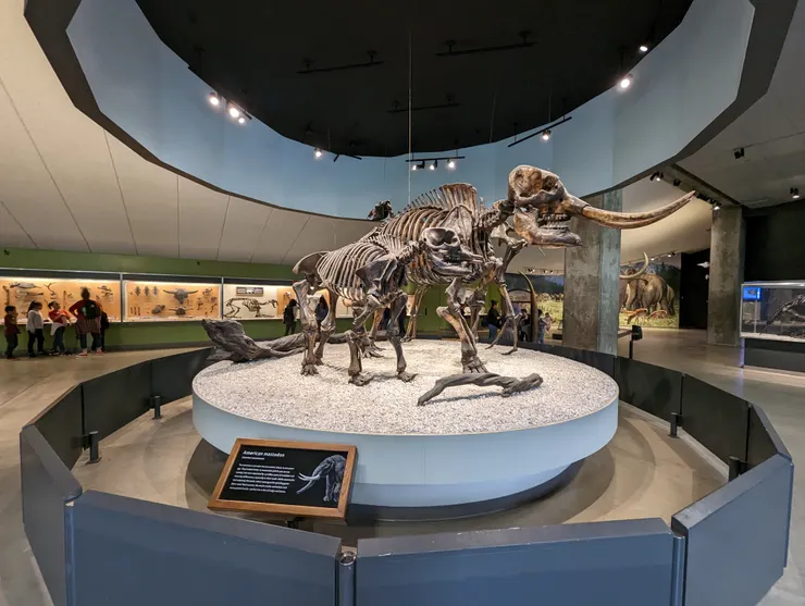 乳齒象大約在11,500年前滅絕(在一些島嶼存在期間更長，大約4,000年前西伯利亞芙蘭格爾島上才消失)，滅絕的原因最可能就是人類狩獵，因為我們長在骨頭發現矛尖或是其他工具，另外一個可能就是氣候變遷導致食物短缺。