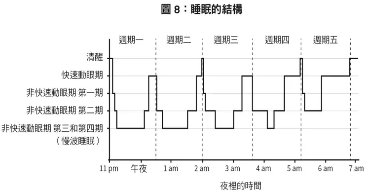 縱軸是不同的腦部狀態，從頂端依序是清醒、快速動眼睡眠，然後下沉到非快速動眼睡眠第一到第四期。橫軸是時間，從左側的晚間十一點左右，一直到右側的早上七點。