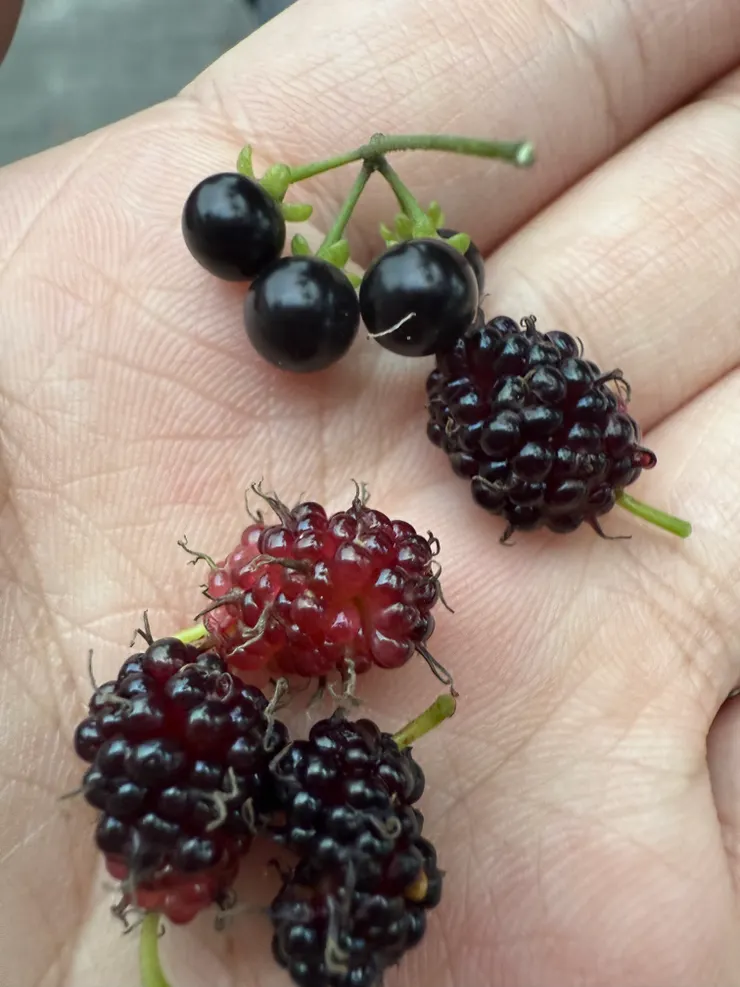 2026/04/05 毛豆哥拔的桑椹