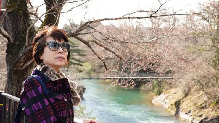 嚴美溪櫻花含苞待放