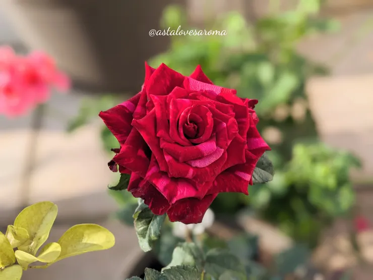 花俏的【紅豹】