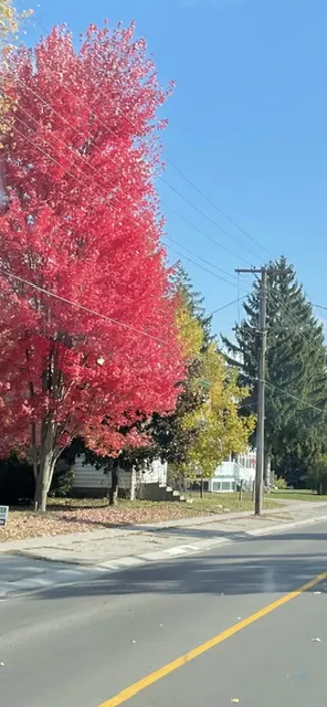 隨處可見的楓紅，在蔚藍的天空下，特別艷麗奪目。