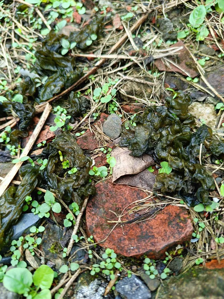 雨來菇富含水份，清脆爽口