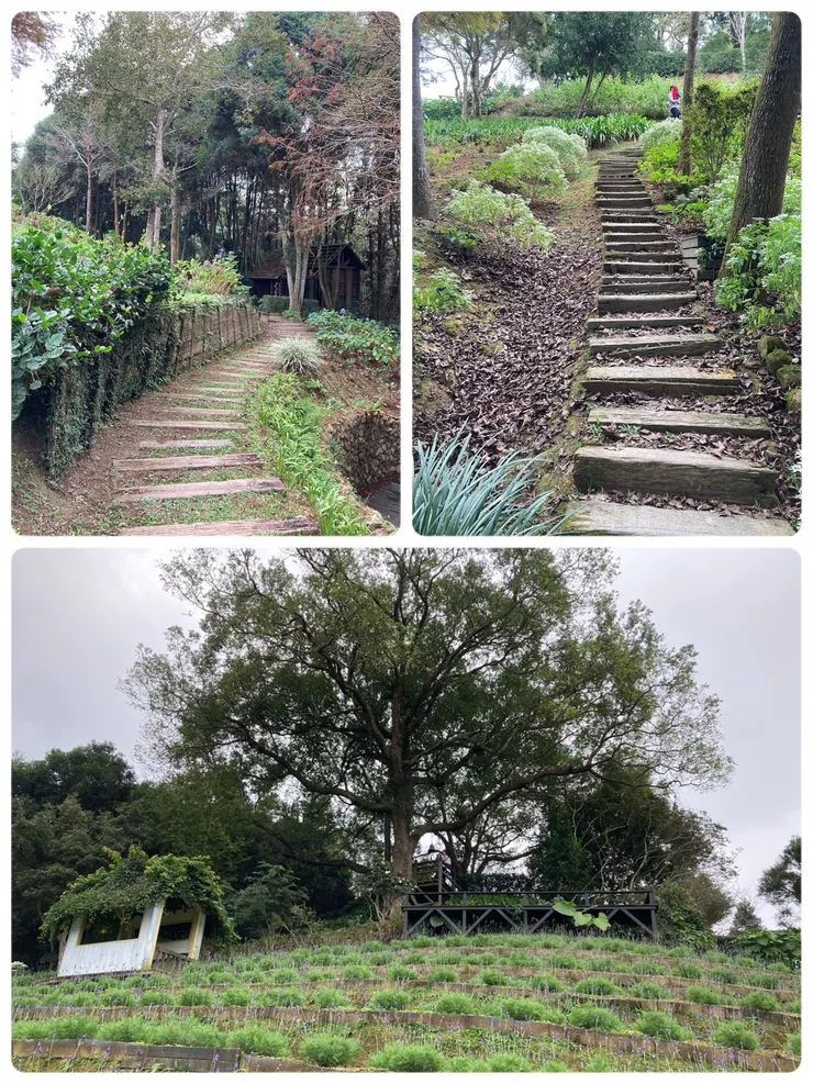 紫色薰衣草也看得到