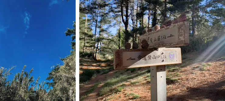 下山時路牌多了好幾顆松果