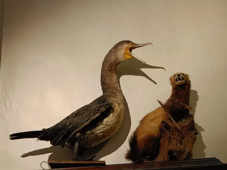 栩栩如生的動物標本