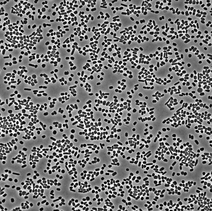 在洋菜凝膠下的沃氏鹽富饒菌。By Granitehead1 - Own work, CC BY-SA 4.0