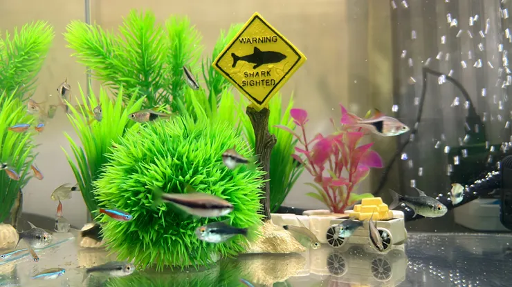 身體有一條線的是藍國王燈