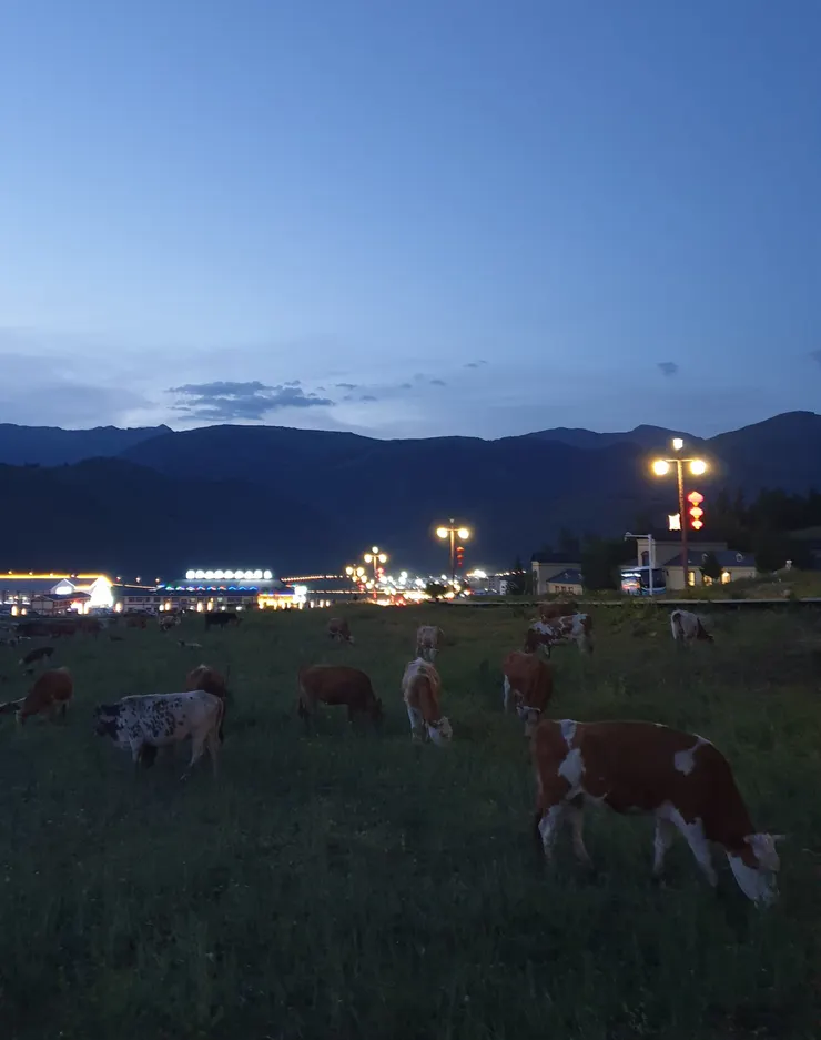 回到民宿天色已暗，晚上11:00依稀還能看到吃草的牛群，很驚訝這麼晚還在吃啊！真是整天都在吃