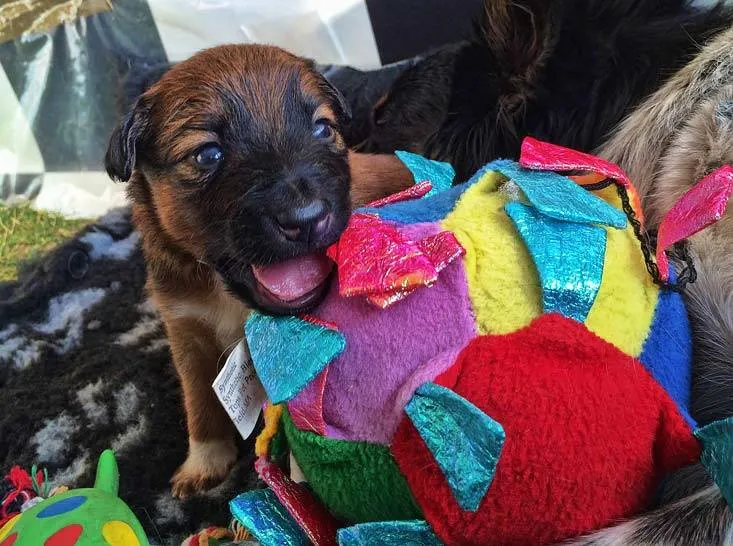 如何訓練你的狗-湯頭拔 狗狗訓練師 訓犬師 寵物訓練師