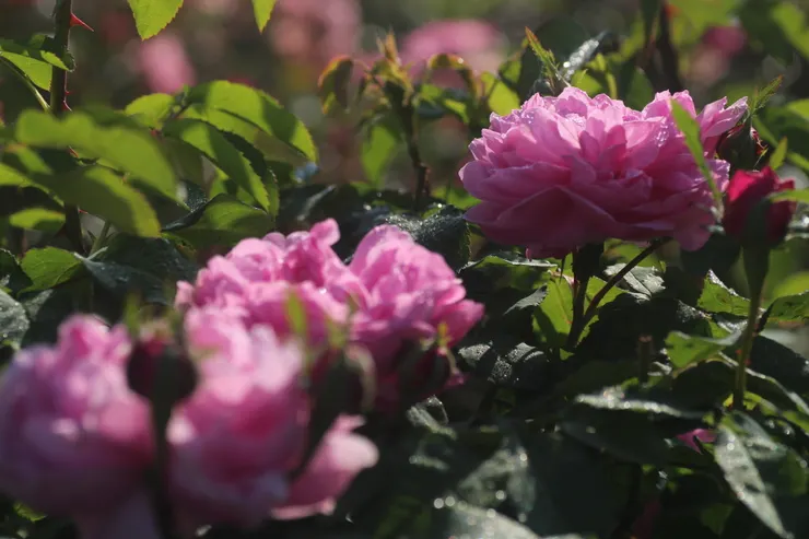 蒙受春光與晨露的滋養，此美只應天上有