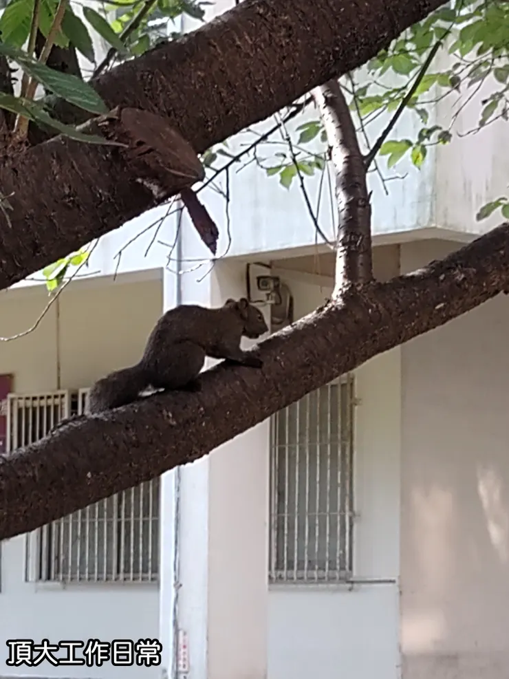 校園內的松鼠