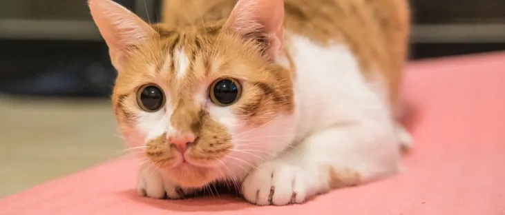 當貓咪蹲低 屁股翹高時 是準備攻擊狩獵的模式