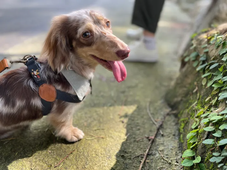 大理石臘腸_Hooper