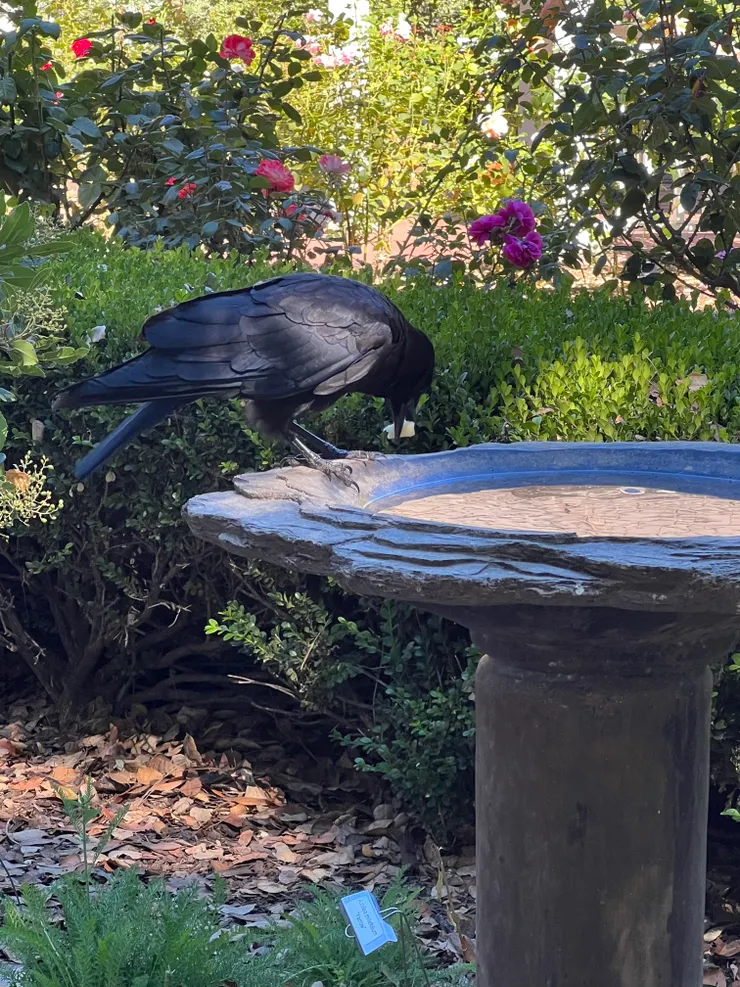 因為私心所以放大張一點的烏鴉