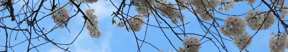 叮噹不明白為什麼要有一個沙龍？