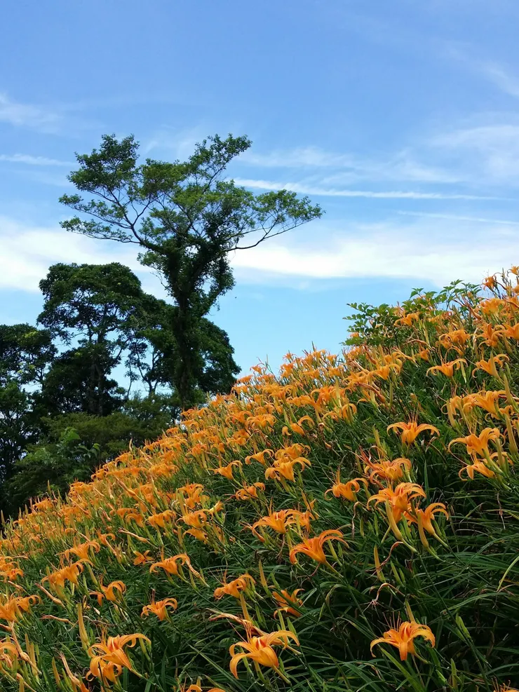 盛開的金針花海，美到無以復加