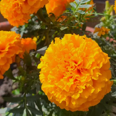 卡妲的療癒花園的沙龍