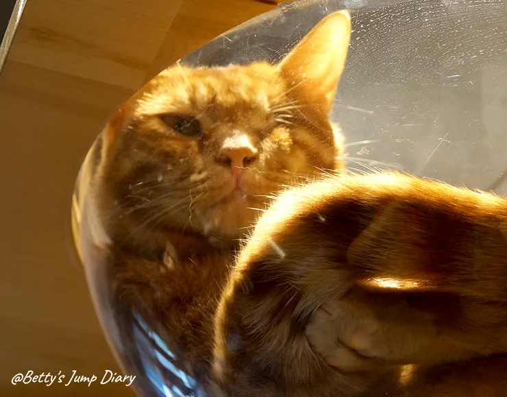 ▲踏踏咖啡-貓咪大軍/圖片來源：Betty's Jump Diary