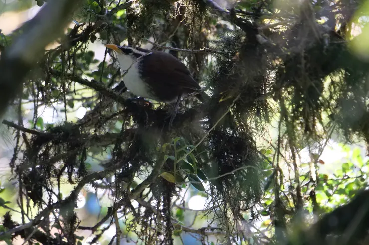 又是圓鼓鼓的Sri Lanka scimitar-babbler