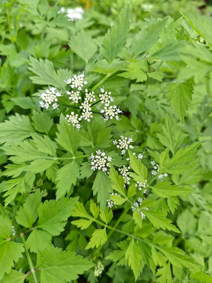 秀氣雅致的水芹菜花
