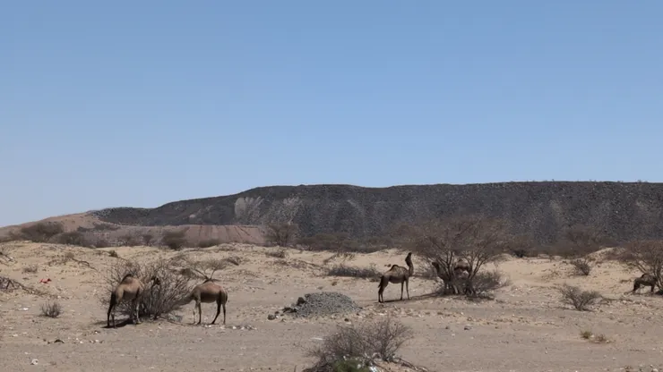 駱駝伸長脖子吃葉子，Photo: Zora @ Route 8285 in Al Jehfa (July 8, 2025)