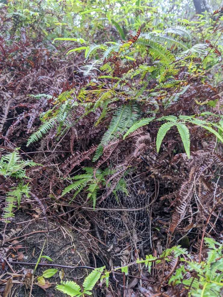 沿途很多蜘蛛網見怪不怪，但在路徑上就有些可疑