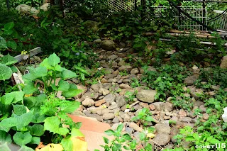 看起來很像道碴的石頭