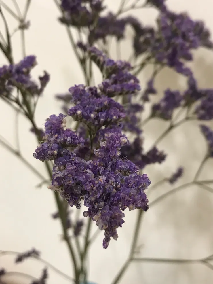 2024-4-23拍攝乾燥化的星晨花