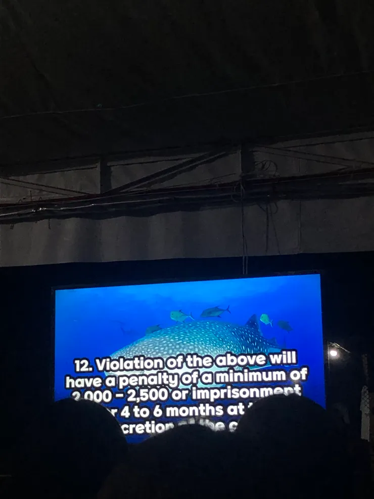 看鯨鯊前的衛教影片,我是在這時候戴隱眼的