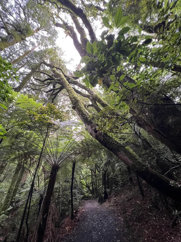 根本童話故事裡的暗黑森林樣