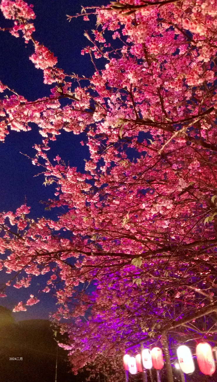 燈籠區夜櫻